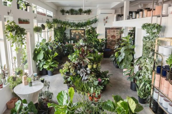 House plants design ideas