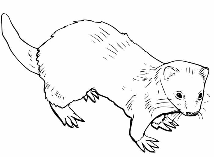 Furblet coloring page sheet