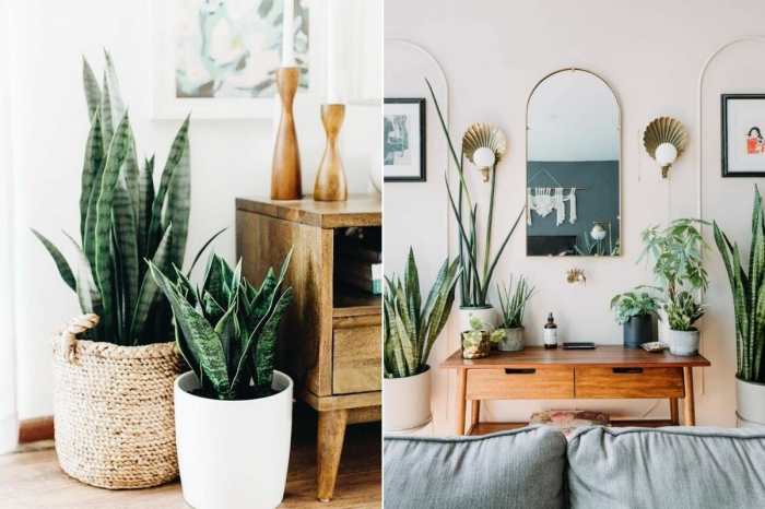 House plants design ideas