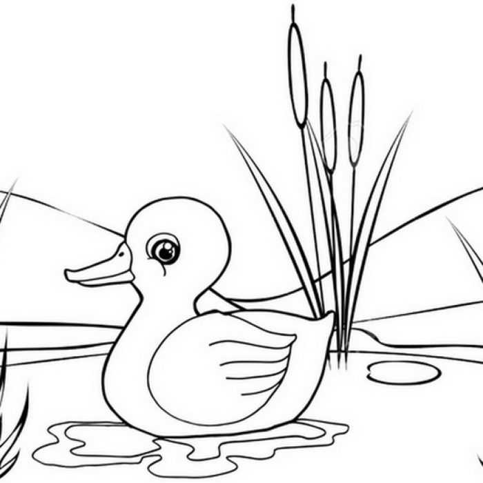 Ducks coloring pages luci]fer