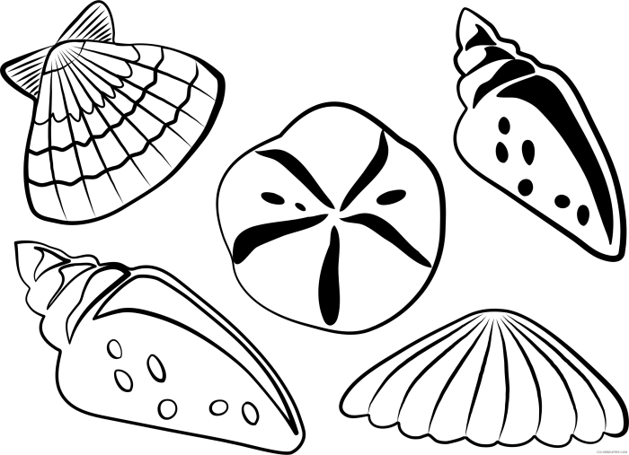 Sea shells coloring pages