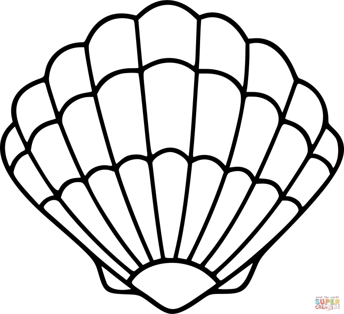 Sea shells coloring pages